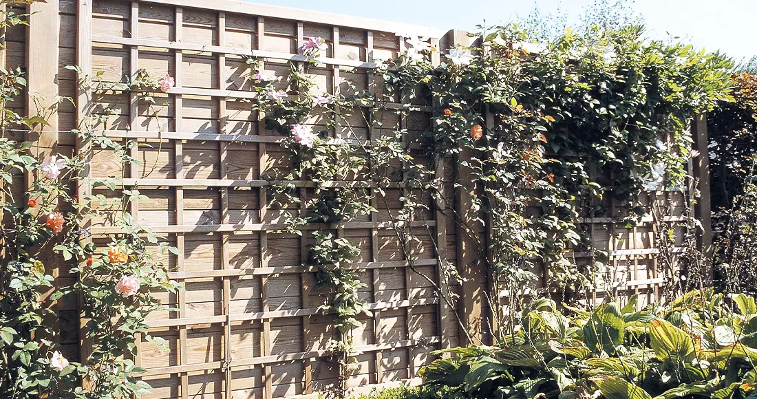 plante pliable escalade treillis cadre jardin fleur Rwanda